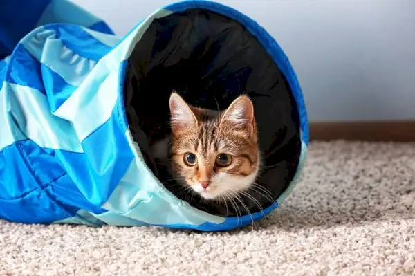 Uma imagem adorável de um gato brincando com entusiasmo dentro de um túnel de brinquedo, mostrando o felino