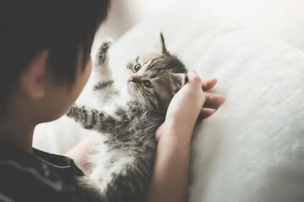 Un'immagine accattivante che cattura la commovente interazione tra un gatto e un bambino, mentre giocano insieme con affetto e divertimento reciproco, mettendo in mostra il legame positivo tra animali domestici e giovani compagni.