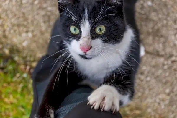 Escalada de gato