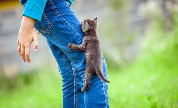 Gatinho subindo nas pernas.