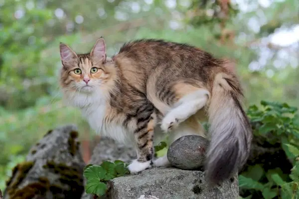 Gato da floresta norueguês