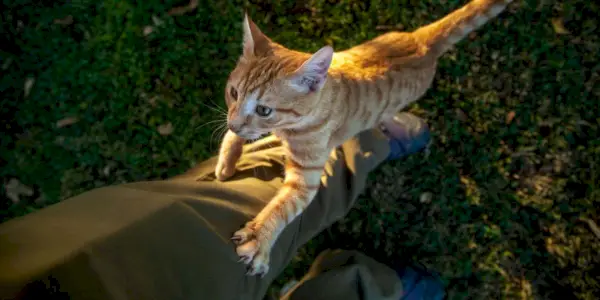 Gato trepando como un árbol