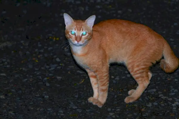 švytinčios oranžinės katės akys naktį