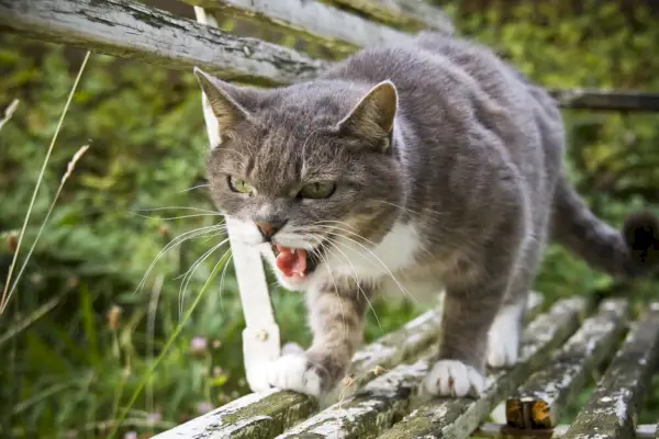 katt som hveser utendørs