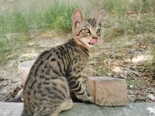 Immagine di un gatto in un ambiente carino