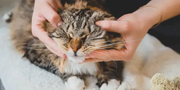 Obrázok znázorňujúci chiropraktickú starostlivosť o mačky, zdôrazňujúci holistický prístup k zdraviu a pohode mačiek.