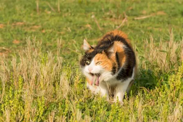 Bild som illustrerar en katt som kräks, visar en naturlig kroppslig reaktion för att driva ut oönskade ämnen eller på grund av olika hälsoproblem.