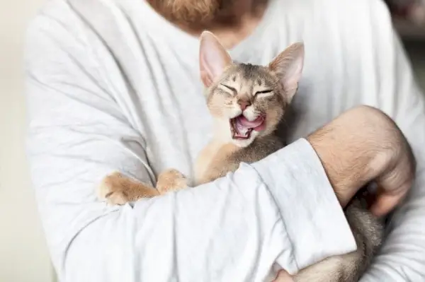 Immagine raffigurante un gatto