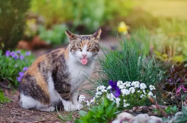 Imagem representando um gato brincando com a língua para fora, personificando uma expressão travessa e alegre.