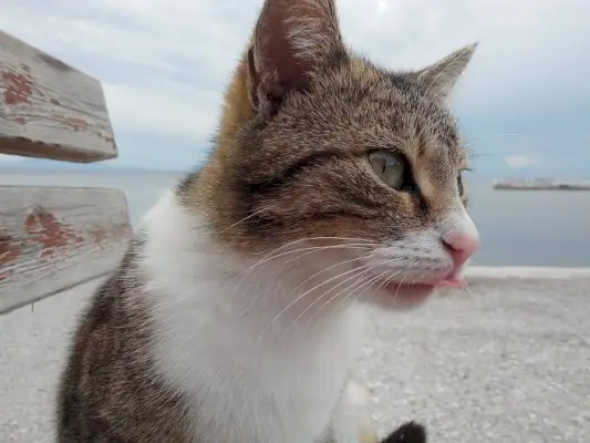 遊び心のある猫の愛らしいイメージ