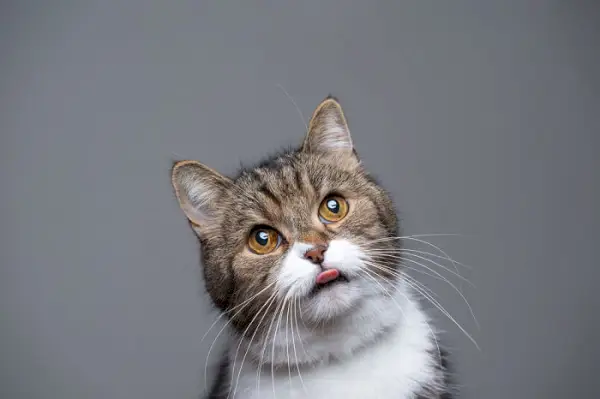 Imagem de um gato British Shorthair malhado e branco mostrando a língua, exibindo uma expressão brincalhona e divertida.