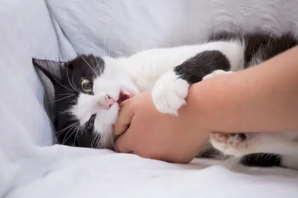 Afbeelding van de stappen die je moet nemen als je door een kat wordt gebeten, waarbij het belang van het schoonmaken van de wond, het zoeken naar medische hulp en het beoordelen van de situatie wordt benadrukt.