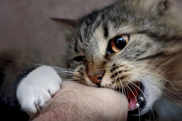 Afbeelding met tips voor het voorkomen van kattenbeten tijdens het aaien, inclusief het lezen van de lichaamstaal van katten, respectvolle aanrakingen en het herkennen van tekenen van ongemak.