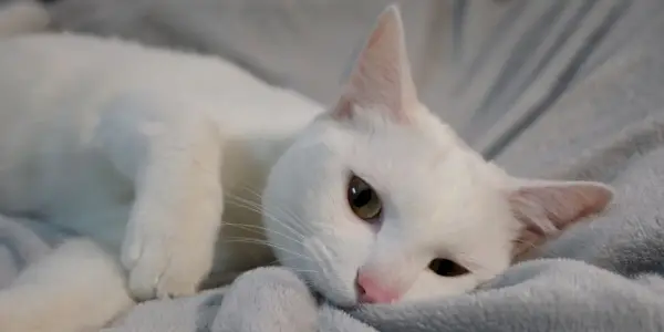 Gato mordendo um cobertor de brincadeira, engajando-se em um comportamento comum de brincadeira felina com um objeto macio e texturizado.