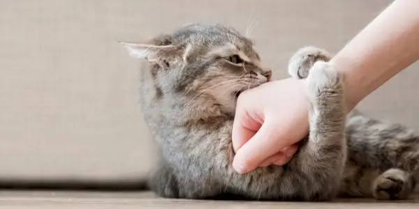 Gato juguetón con ojos muy abiertos y dientes al descubierto, exhibiendo un