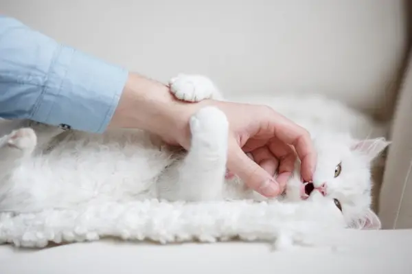 Geïnfecteerde kattenbijtwond aan een hand, wat het belang van goede wondverzorging en medische aandacht aantoont.