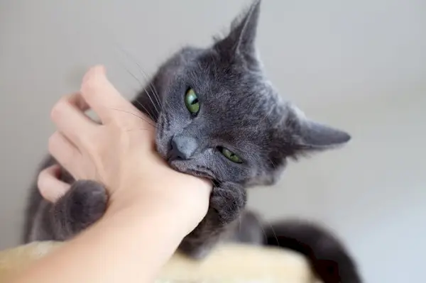 El gato participó en un comportamiento de juego de morder, mostrando sus dientes e interactuando de manera lúdica.