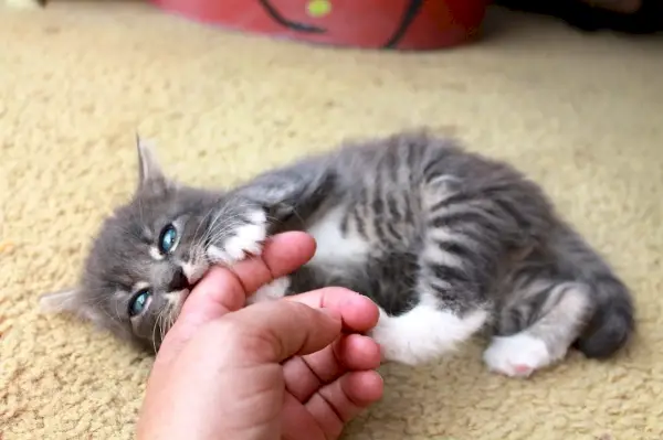 Un pequeño gatito gris muerde la mano de su dueño.