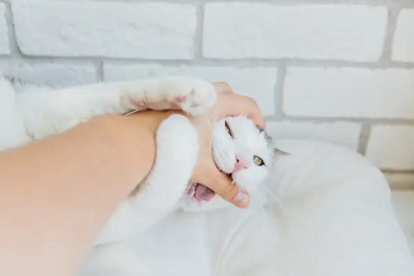 In plaats van dat het een hygiëneprobleem is, kan uw kat zich beledigd voelen als u naar andere katten of roofdieren ruikt.