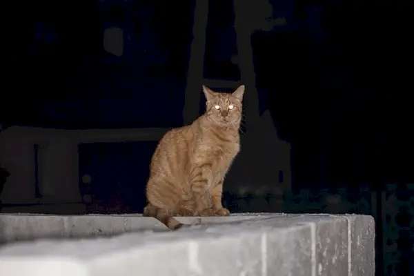 Chorá mačka vokalizujúca tieseň. Obrázok zobrazuje mačku, ktorá vykazuje známky choroby alebo nepohodlia, vokalizuje ako spôsob, ako vyjadriť svoje utrpenie.