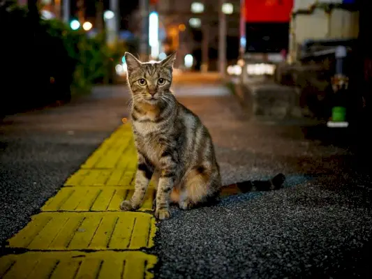 Chat âgé présentant des signes de maladie.