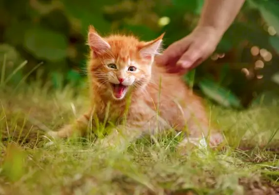 Un adorabile gattino che mostra una posizione difensiva, con il pelo sollevato e sibilante, mostrando la sua risposta istintiva a una minaccia percepita, pur conservando un tocco di innocenza giovanile.