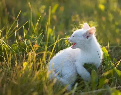 Um jovem gatinho feroz com pelo eriçado e um silvo defensivo, afirmando-se corajosamente diante de um desafio percebido, incorporando a natureza instintiva do comportamento felino.