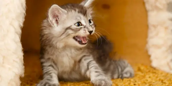 Um jovem gatinho capturado em postura defensiva, costas arqueadas e pêlo eriçado, sibilando em sinal de medo ou agressão, usando seu pequeno tamanho e voz para impor limites.