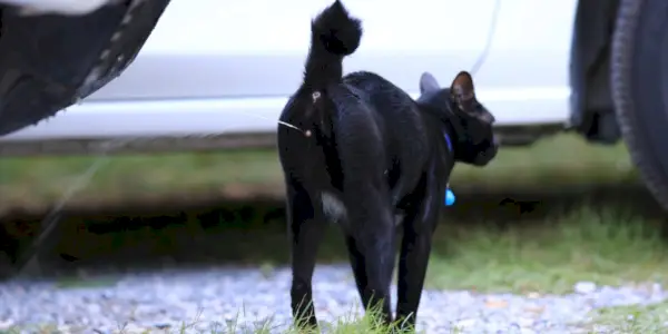 Sprühen weibliche Katzen?