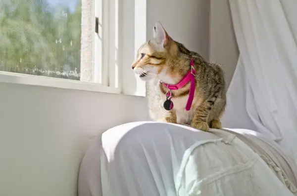 Katze sitzt am Fenster und zwitschert