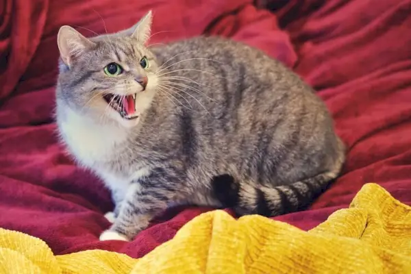 Um gato rosnando, expressando sinais de agressão ou comportamento territorial.