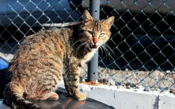 Um gato com olhos verdes marcantes, captando a beleza e a intensidade do seu olhar.