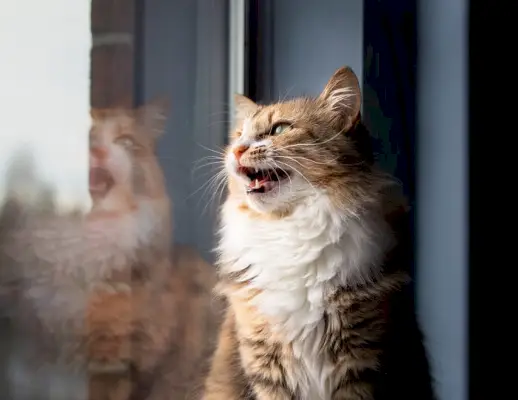 Um gato emitindo sons de chilrear ou tagarelar, frequentemente observados ao observar pássaros ou outras presas.