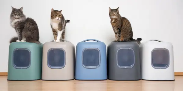 Wie viele Katzentoiletten sollten Sie pro Katze haben – komprimiert?