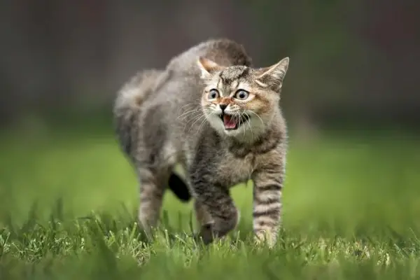 Bildet viser en tabby katt i en opphisset tilstand, hvesende med ørene flate og kroppsspråket defensivt.