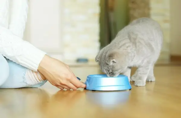 Das Bild fängt einen Moment ein, in dem eine Person eine Katze füttert.