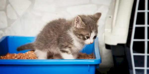 Ein junges und entzückendes Kätzchen, abgebildet in einer sauberen Katzentoilette, zeigt sein instinktives Verhalten, die Katzentoilette zum Ausscheiden zu nutzen. Das Bild fängt das Kätzchen ein