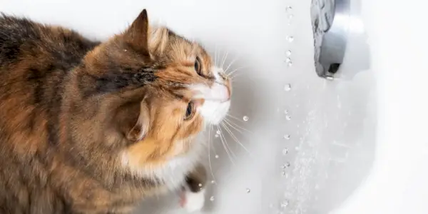 Une scène intrigante mettant en scène un chat curieux perché sur le bord d’une baignoire, regardant curieusement l’eau à l’intérieur. Le chat