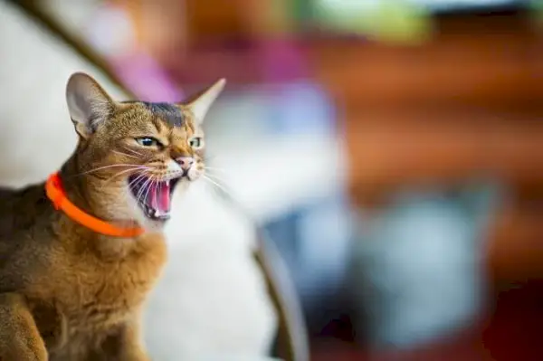 Angst vor Aggression bei Katzen