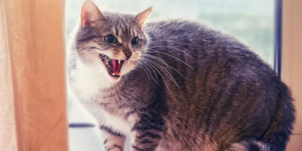 10 Ursachen für Aggression bei Katzen und wie Sie helfen können