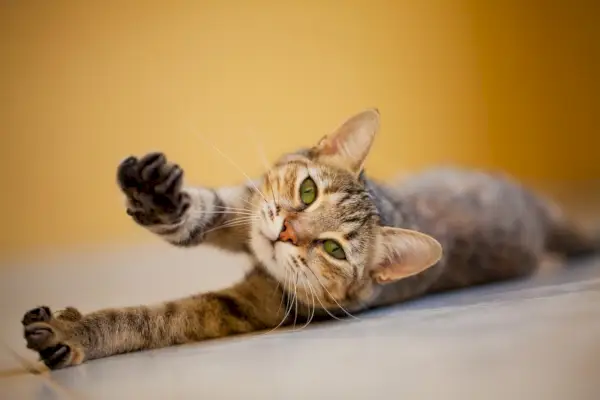 Chat, s'étendant sur le sol