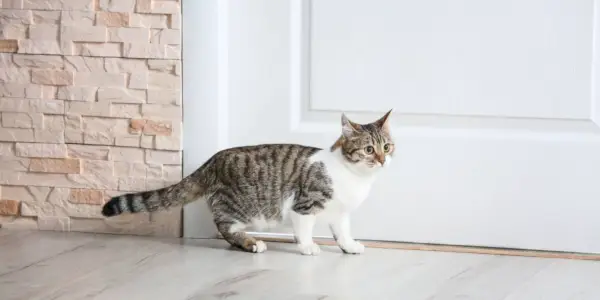 chat près de la porte à la maison