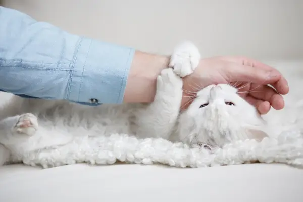 Billedet kan forestille en kat, der forsigtigt nipper eller nusser et menneske.