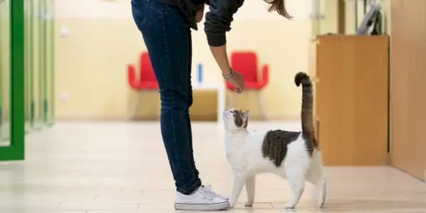 L'image représente un chat suivant de près une personne, éventuellement avec une expression curieuse ou attentive.