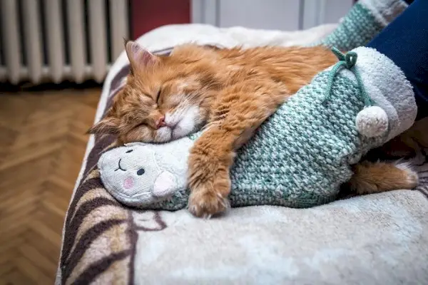 L’image véhicule une scène familière et réconfortante d’un chat dormant paisiblement sur une personne.