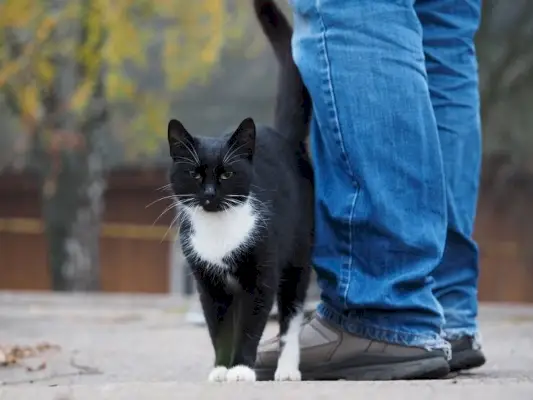 De afbeelding toont een kat die met zijn lichaam tegen een persoon wrijft