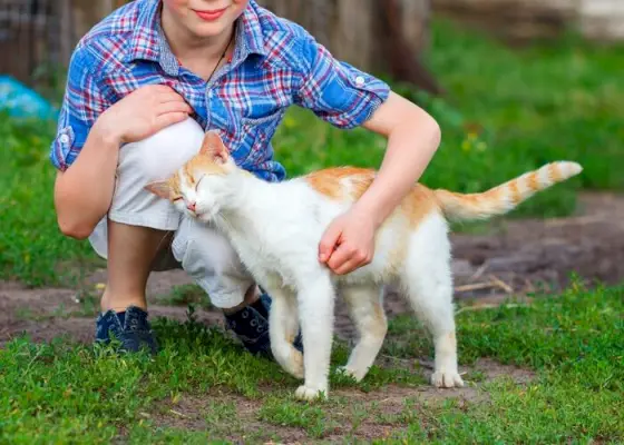 De afbeelding toont een kat die zich bezighoudt met hoofdwrijven, waarbij hij zijn kop liefdevol tegen een persoon of voorwerp drukt.