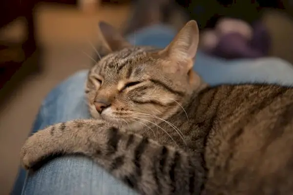 L'image représente un chat cherchant l'attention d'une personne.