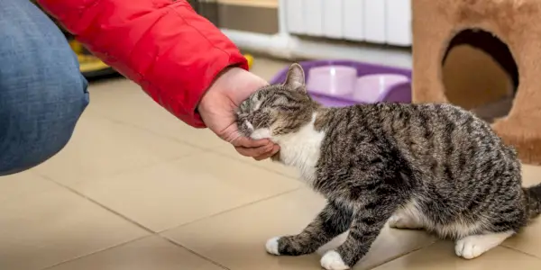 De afbeelding toont een hartverwarmend tafereel van een kat die zich bezighoudt met kopstoten of hoofdwrijven.