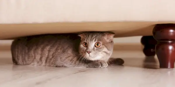 Katze versteckt sich mit großen Augen unter Möbeln